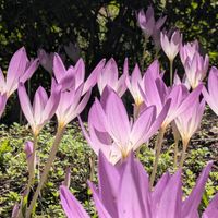 イヌサフラン,コルチカム,いつもありがとう♡,花のある暮らし,くじゅう花公園の画像