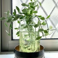 ディスキディア,観葉植物,水栽培,ボタニカルライフ,緑のある暮らしの画像