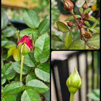 ミニバラ,鉢植え,明るい日陰,プランター,ガーデニング初心者の画像