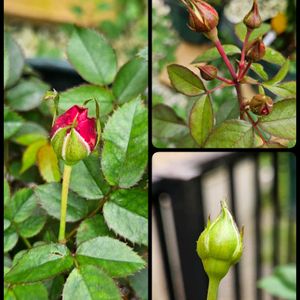 ミニバラ,鉢植え,明るい日陰,プランター,ガーデニング初心者の画像