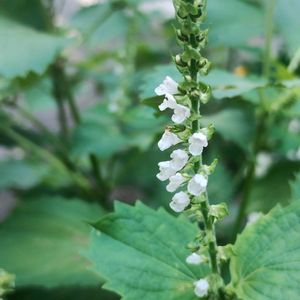 シソ,ガーデニング,ネコ好き,こぼれ種,夏野菜の画像