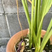 カラー,ホウレンソウの画像