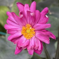 シュウメイギク,ホトトギス,季節の花を楽しむの画像