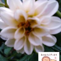 ダリア,白い花,プランター栽培,ダリアの栽培,白い水曜日♡の画像