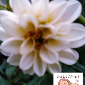 ダリア,白い花,プランター栽培,ダリアの栽培,白い水曜日♡の画像
