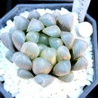 ハオルチア,ハオルチア オブツーサ,オブツーサ錦,多肉植物,ハオルチア属の画像