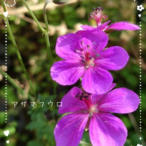 アサマフウロ,ゲラニウム,フウロソウ,庭の花,ピンクの花の画像