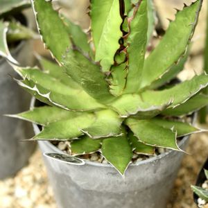 アガベ ホリダ,多肉植物,アガベ属,植中毒,タニラーの画像