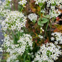 ニラ,ニラの花,白い水曜日♡,白い貴婦人✨の画像