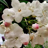 観葉植物,はなはな,花のある暮らし,花の写真,花のある生活の画像