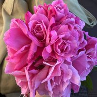 バラ,ばら バラ 薔薇の画像