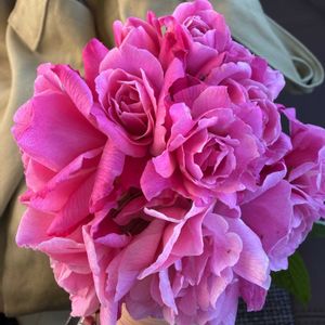 バラ,ばら バラ 薔薇の画像