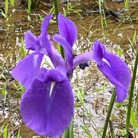 カキツバタ,山野草の画像