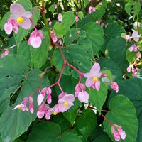 シュウカイドウ,シュウカイドウ,シュウカイドウ,芙蓉 (フヨウ),フヨウ(芙蓉)の画像