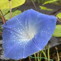 西洋朝顔＊ヘブンリーブルー,朝顔　青蜻蛉葉葡萄鼠覆輪丸咲,朝顔　青蜻蛉葉葡萄鼠覆輪丸咲,花のある暮らし,青い花マニアの画像