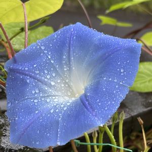 西洋朝顔＊ヘブンリーブルー,朝顔　青蜻蛉葉葡萄鼠覆輪丸咲,朝顔　青蜻蛉葉葡萄鼠覆輪丸咲,花のある暮らし,青い花マニアの画像
