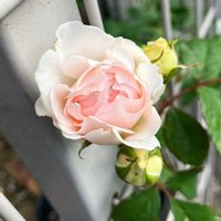 ダフネ,ミニバラ コルダーナ,フランシスバーネット,花のある暮らし,バラ・ミニバラの画像