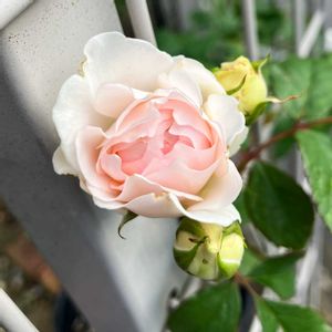 ダフネ,ミニバラ コルダーナ,フランシスバーネット,花のある暮らし,バラ・ミニバラの画像