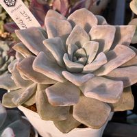 ユリアナ×クリスペートビューティー,多肉植物,オーズプランツさん苗の画像