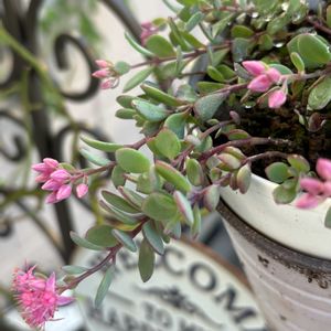 ミセバヤ,多肉植物,ナチュラルガーデン,お庭の花たち,花と暮らすの画像