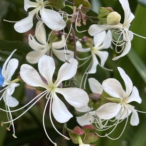 クラリンドウ,癒し,花のある暮らし,植物のある暮らし,お庭のお花の画像