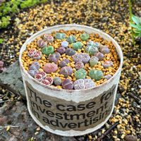 リトープス,リトープスMIX,リトープスMIX,多肉植物,その他エクステリアの画像