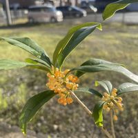 キンモクセイ,ランタナの画像
