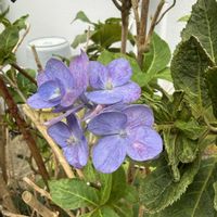 アジサイ,花のある暮らし,季節外れ,お花は癒しの画像