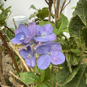 アジサイ,花のある暮らし,季節外れ,お花は癒しの画像