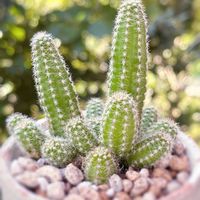 サボテン,白檀,白檀 紐サボテン,多肉植物,観葉植物の画像