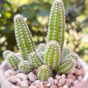 サボテン,白檀,白檀 紐サボテン,多肉植物,観葉植物の画像