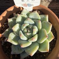 多肉植物,エケベリア属,桃太郎☆の画像
