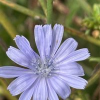 チコリ,野菜,ハーブ,キク科,水色の花の画像