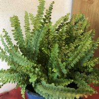 ネフロレピス ダッフィー,観葉植物,鉢植え,シダ植物,ガーデニングの画像