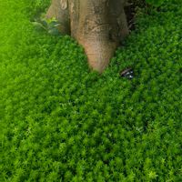 セダム,地植えセダム,クリスマスローズ新芽,庭の画像