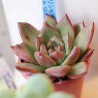 リンゼアナxロメオ,リンゼアナxロメオ,多肉植物,多肉のある暮らし,青札の画像