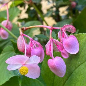 シュウカイドウ,花のある暮らし,私の癒し,今日のお花,お花大好き✨の画像