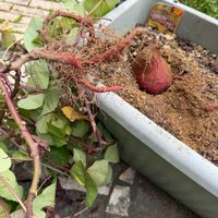 サツマイモ シルクスイート,収穫,野菜と果物の話,広い庭,家庭菜園の画像
