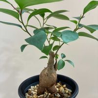 ガジュマル,ガジュマル,ベランダの画像