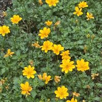 ビデンス,花のある暮らし,愛媛県,庭の画像