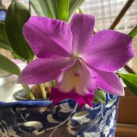 ミニカトレア コスモアロハ,鉢植え,窓際,ピンク色の花,濃いピンクの花の画像