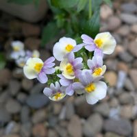 ランタナ,ネメシア　ピンクレモネード,我が家の花の画像