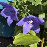 キキョウ,花が好き,無農薬❤家庭菜園,野菜が好き,庭の画像