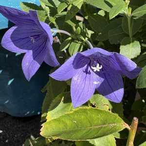 キキョウ,花が好き,無農薬❤家庭菜園,野菜が好き,庭の画像