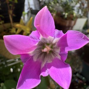 リンドウ,赤花リンドウ,ベランダガーデニング,山野草,秋の花の画像
