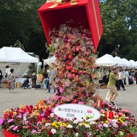 ヘリオプシス,タイタンビカス,ユーフォルビアダイヤモンドスター,アオスジ アゲハ,あいち花マルシェの画像