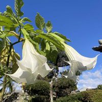 ダチュラ,止まらないコウノトリ愛,孤高の画家の画像