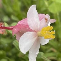 ベゴニア,花壇,ガーデニング,山野草,シュウカイドウ科の画像
