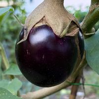 ナス,食用,ナス科,さんぽ,インド原産の画像