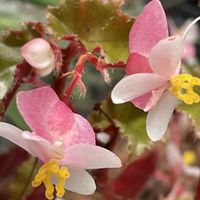 ベゴニア,花壇,ガーデニング,山野草,シュウカイドウ科の画像